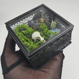 May include: A small, square, black-framed terrarium with a glass top. Inside, vibrant green moss surrounds a small, white bird skull, with other natural elements. The box is held by a hand wearing a black mesh glove.