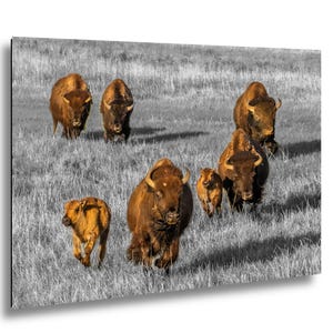 May include: A rectangular wall art print featuring a herd of brown bison running through a field of tall grass. The bison are rendered in warm brown tones, while the surrounding grassy landscape is depicted in high-contrast black and white.