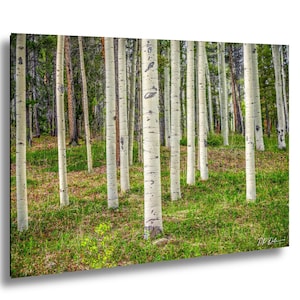 May include: A landscape photograph of a forest with numerous tall, white aspen trees. The trees have dark markings and stand in a field of green grass. The background features a dense forest of green trees.