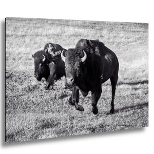 May include: A black and white photograph depicting two American bison standing in a grassy field. The larger bison is in the foreground, facing forward, while a smaller bison stands slightly behind it, both featuring thick fur and curved horns.