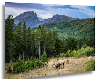 Impresión fotográfica de alce pastando: lienzo del Parque Nacional de las Montañas Rocosas