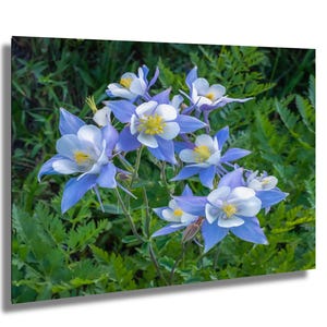 Cluster of Blue Columbines, Crested Butte Photography, Wildflower Print, Mountain Art, Colorado Wildflower Photo, Colorado State Flower