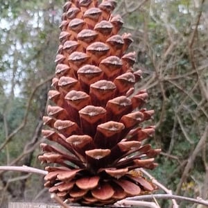 GA Pine Cones 10 large 6&quot;-7&quot; height
