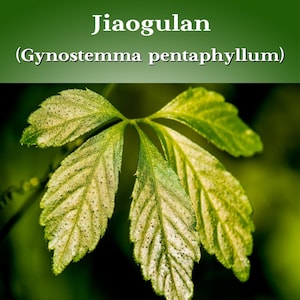 Jiaogulan | Jiaogulan Tea | Jiaogulan Leaves | Gynostemma Pentaphyllum | Herbal | Herb | Fresh Harvested | Healthy Tea | Only leaves