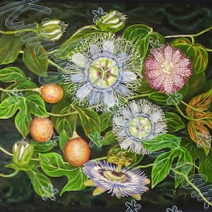 Tropische Passion: Passionsfrucht mit Blätter & Passionsfrucht Blumen auf Leinwand