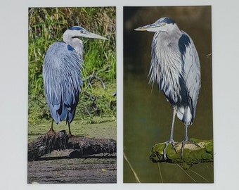 Set of 2 Great Blue Heron Photo Magnets - Heron Bird Lover Fridge Magnets - Bird Watcher Gift Set