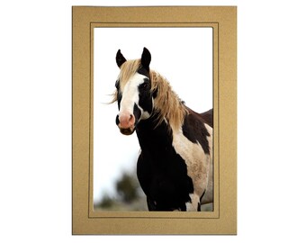 Wild Horse Photo Note Card Stationery - Pinto Mustang Photo Greeting Card - Equestrian Stationery Note Card Blank Inside