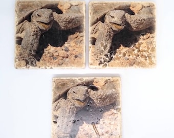 Rustic Desert Tortoise Photo Coffee Coaster - Wildlife Coffee Gift for Her Under 10 - LAST TILES