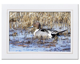 Northern Pintail Duck Bird Photo Stationary Note Card - Bird Lover Photo Greeting Card Blank Inside - Birder Photo Gift for Him Her