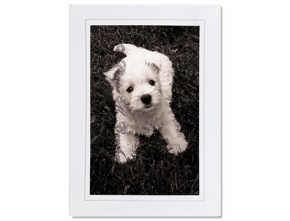 vyncx.in Animals Collectibles Maltese Greeting Cards 10 Pack Dog 
