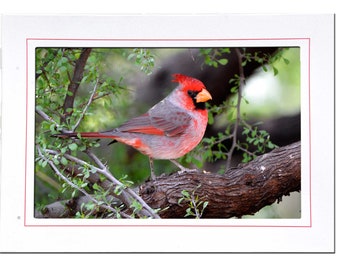 Red Cardinal Bird Photo Note Card: Bird Lover Stationery Gift