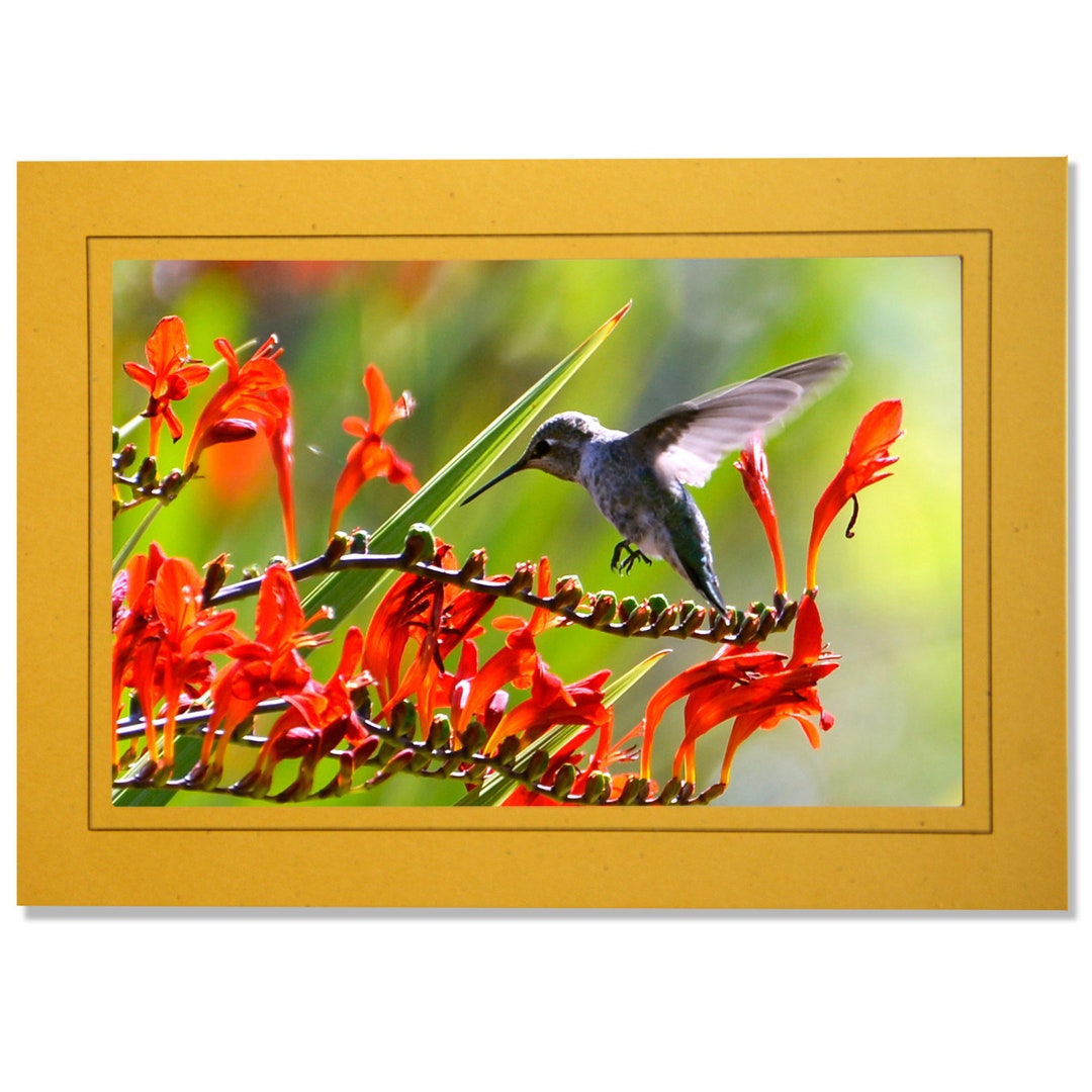 Blank Flying Hummingbird Photo Note Card Stationary Bird Lover Photo