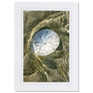 Gold Sand Dollar Beach Photo Note Card: Coastal Greeting Card
