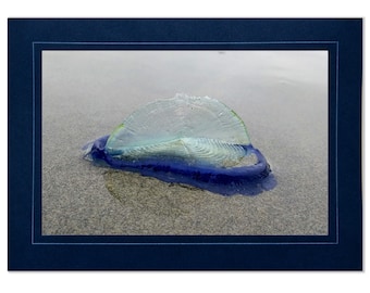Blue Sailor Jellyfish Photo Note Card: Beach Stationery