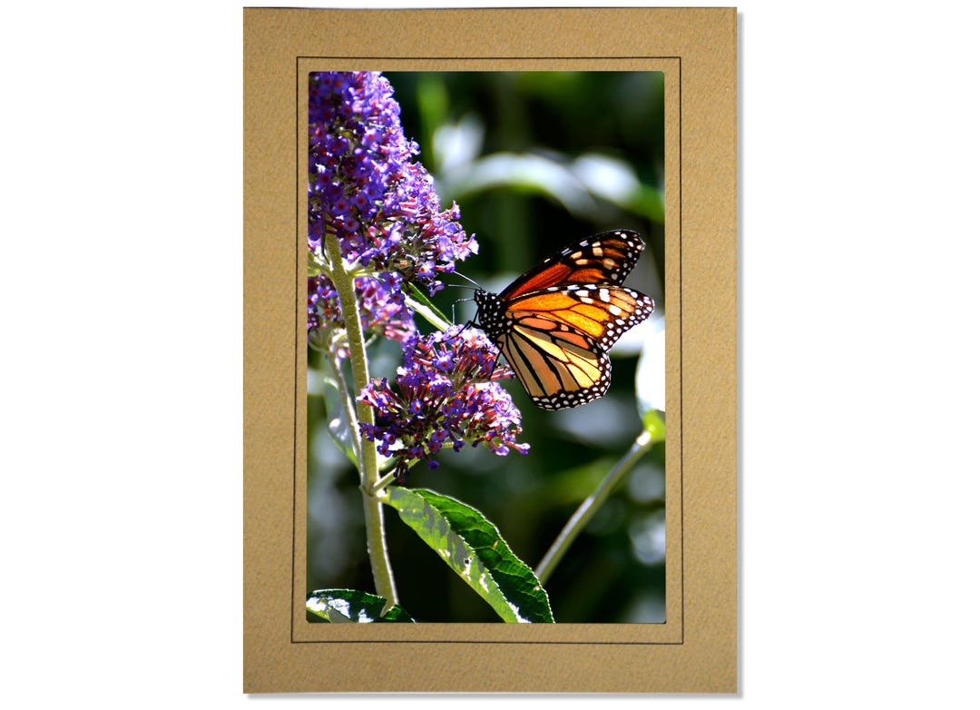 Monarch Butterfly Photo Note Card: Handmade Blank Stationery - Etsy