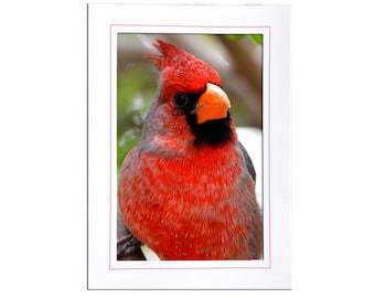 Red Cardinal Photo Note Card: Bird Lover Stationery Gift