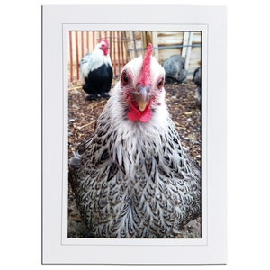 Papeterie pour carte de correspondance avec photo oiseau poulet mignon - cadeau de papeterie pour amoureux des oiseaux poulet cochin - cartes 5 x 7 vierges à l'intérieur avec enveloppes