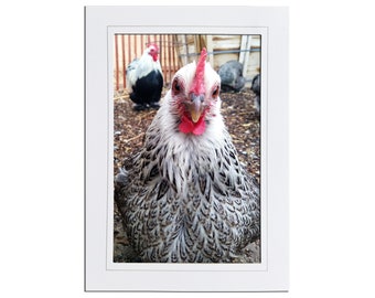 Cute Chicken Bird Photo Note Card Stationery - Cochin Chicken Bird Lover Stationery Gift - Blank Inside 5x7 Cards with Envelopes