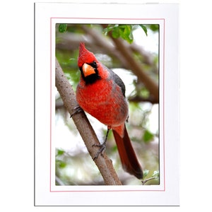 Carte de correspondance avec photo oiseau cardinal rouge - Cadeau de papeterie pour amoureux des oiseaux rouges - Cartes 5 x 7 vierges à l'intérieur avec enveloppes