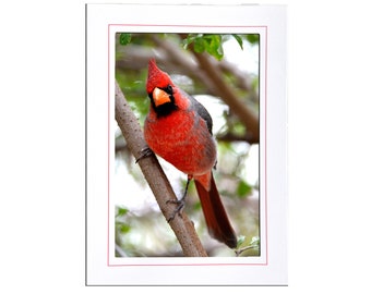 Red Cardinal Bird Photo Note Card Stationery - Red Bird Lover Stationery Gift - Blank Inside 5x7 Cards with Envelopes