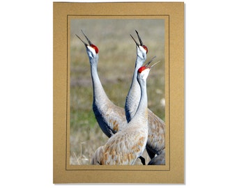 Sandhill Crane Photo Note Card Stationery - Bird Lover Photo Birthday Card Blank Inside - Birder Signed Photo Gift for Him Her