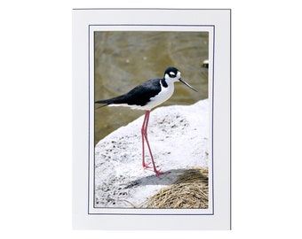 Black Necked Stilt Bird Photo Note Card Blank Inside - Bird Lover Photo Stationary - Birder Photo Gift for Him Her - Malheur NWR