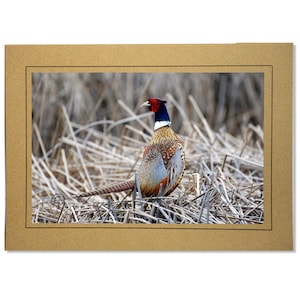 Carte de correspondance vierge avec photo de faisan à col anneau - Cadeaux vierges à l'intérieur de la chasse au faisan pour les chasseurs d'oiseaux