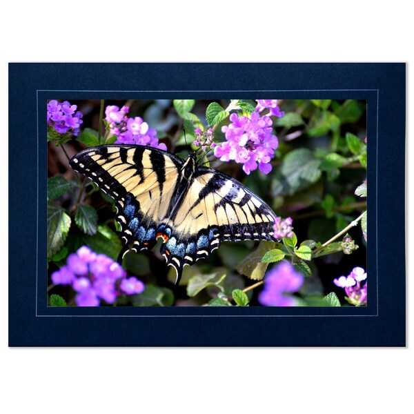 Blank Butterfly Card Etsy