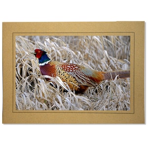 Carte de correspondance vierge avec photo faisan - Cadeaux intérieurs vierges de chasse au faisan pour les chasseurs d'oiseaux
