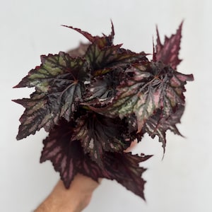 Begonia Rex indoor rare tropical house plant