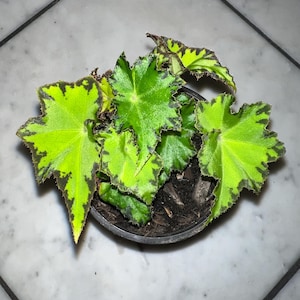Begonia Rex jive indoor houseplant