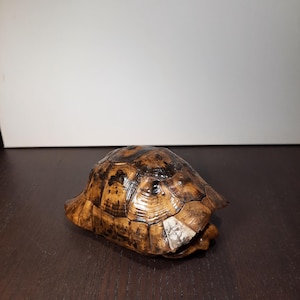 Può includere: Un guscio di tartaruga con un motivo marrone e nero. Il guscio ha una forma arrotondata con una superficie strutturata. La tartaruga è appoggiata su una superficie di legno marrone scuro.