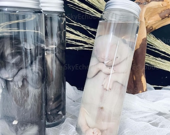 Baby Fox Specimen In Liquid,Baby Fox Wet Specimens,Taxidermy Fox,In Glass Bottles,Cabinet of Curiosities,Unique Gift,Surprise Birthday Gift