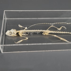 May include: A close-up of a lizard skeleton, revealing the detailed bone structure. The skeleton is a pale beige hue and is presented within a clear, rectangular case. The bones are fragile and well-preserved, emphasizing the animal's anatomy.