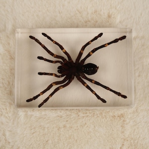 May include: A preserved tarantula encased in a clear rectangular resin block. The spider is dark brown with lighter brown and yellow markings on its legs. The arachnid is centered within the transparent block.