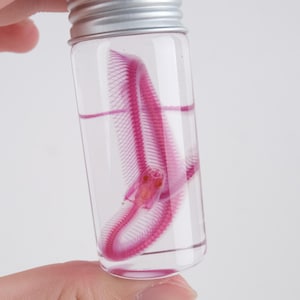 以下が含まれることがあります： 銀色の蓋が付いた透明なガラス瓶で、ピンク色のヘビの骨格が保存されています。骨格は透明な液体に浮いており、複雑な骨格構造を示しています。白い背景に対して、手で瓶が持たれています。