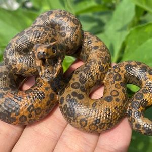 3.8&quot; Natural Leopard print stone,quartz Crystal,Crystal Snake,Leopard print stone Snake specimen,Home Decoration 1pc