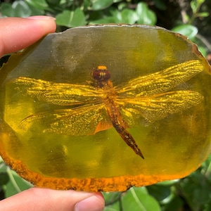 Könnte beinhalten: Ein durchscheinendes, oval geformtes Stück aus goldgelbem Harz, das eine konservierte Libelle enthält. Das Insekt ist mittig im Material platziert, zeigt detaillierte Flügel und einen dunklen Kopf, wobei das Harz eine glatte Oberfläche aufweist.