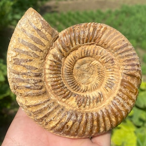 Natural Ammonite fossil,Ammonite specimen,quartz Crystal,Crystal Fossil ,Fossil specimen,Home Decoration 1pc