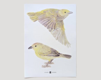 Warbler Bird Wall Stickers