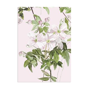 SAMPLES Classic Clematis Mural A4 Pink Sample