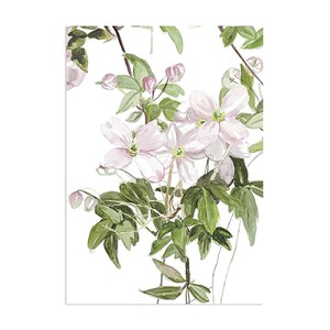 SAMPLES Classic Clematis Mural A4 White Sample