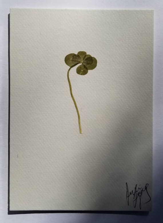 Real Six Leaf Clover 5x7