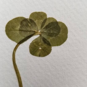 Real Six Leaf Clover 5x7&quot;