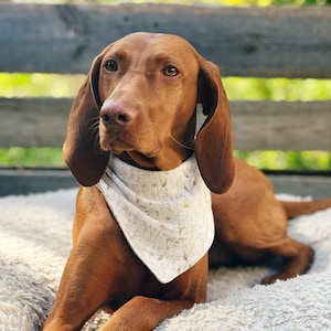 Könnte beinhalten: Ein brauner und weißer Hund, der ein weißes Bandana mit Blumenmuster trägt. Der Hund liegt auf einer weißen, flauschigen Oberfläche.