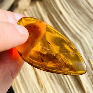 Genuine Baltic Amber stone with multiple small 40 million year old insect fossils
