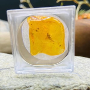 Pode incluir: Uma pequena peça de âmbar com um inseto preservado dentro. O âmbar é de cor amarelo claro e está envolto em um recipiente de plástico transparente.