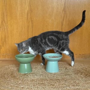 May include: A grey and white tabby cat stands behind two elevated ceramic pet bowls. One bowl is a solid sage green, and the other is a light mint green. The mint green bowl contains a small amount of brown dry pet food, while the sage bowl is empty.