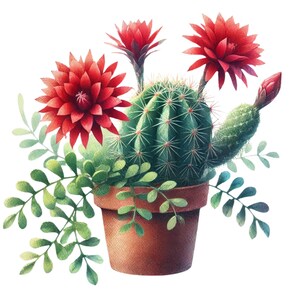 28 Cactus in pot – png-bestanden met hoge resolutie (4000 x 4000 px, transparante achtergrond), botanische clipart, cactus png-download.