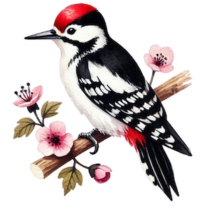 13 Clipart di picchio ad acquerello, sfondo trasparente, 4000x4000 pixel, download digitale, set di clipart di uccelli, clipart di uccelli PNG